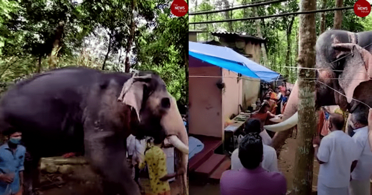 Emotional video shows an elephant saying goodbye to his friend for the last time