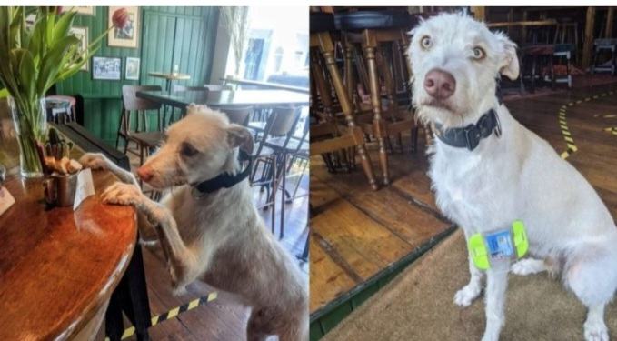 Employee of the Year: The dog got the job and became a pub patrons' favourite