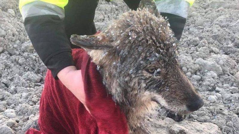 Estonian worker rescues a wild wolf from freezing water even though it's just a dog