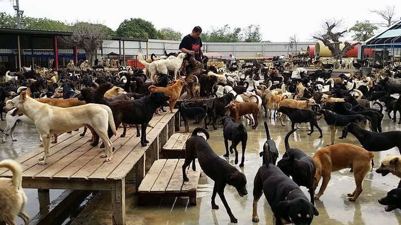 Family dedicated to taking care of 3,000 homeless dogs