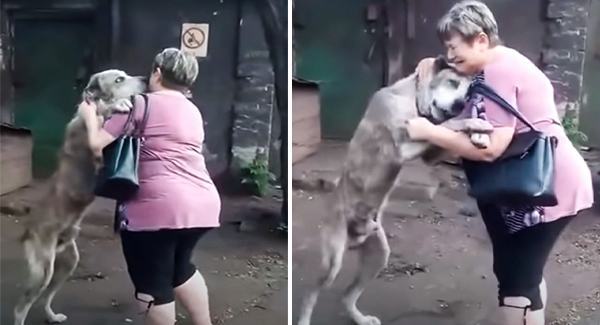 Finally, a woman finds a hungry dog ​​that has been stolen for two years