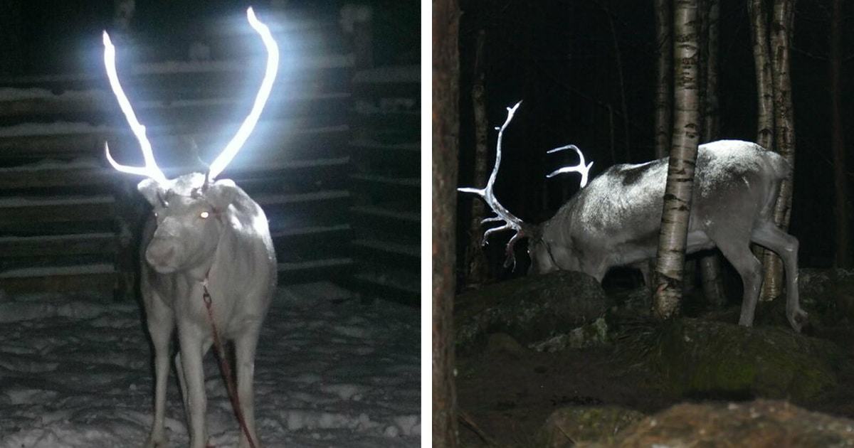 Finland sprays luminous liquid on reindeer antlers to protect them from traffic accidents at night