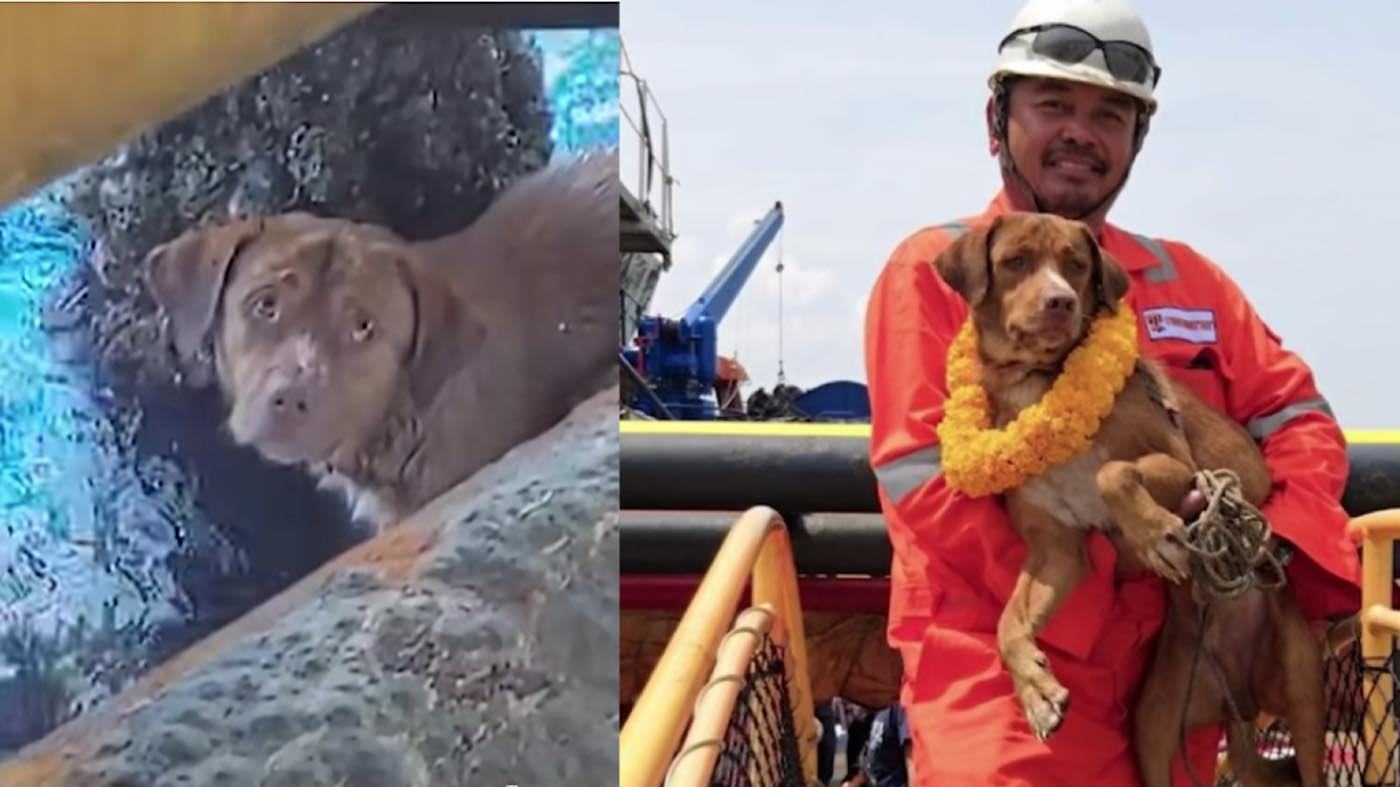 Fortunately, a dog that fell into the water and swam nearly 137 miles was saved by an oil rig worker