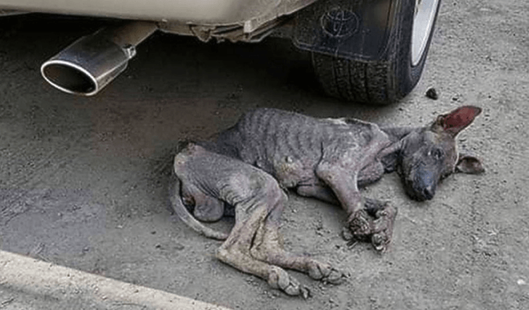 Fortunately, the frail dog was rescued after starving in the open