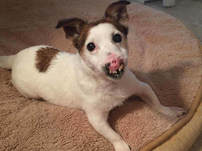 Fortunately, the old dog with a wrinkled face has a loving home forever