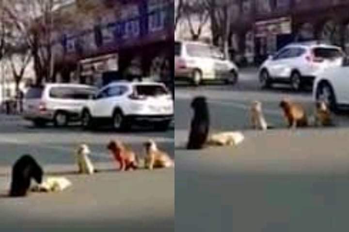 Four stray dogs standing in the middle of the road protect their dead furry friend and refuse to leave him