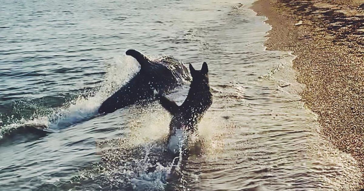 Funny dolphin swims to the shore to start a game of chase