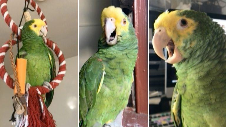 Funny footage.  We all scream for ice cream.  Persistent parrot asking for ice cream