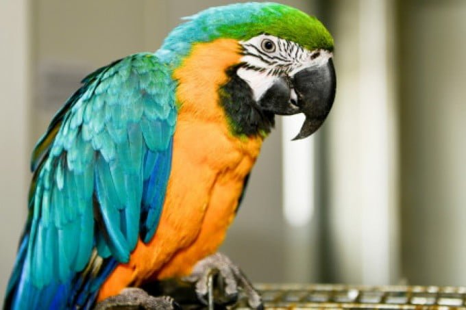 Funny parrot video.  Parrot accidentally exposes husband's affair with housekeeper