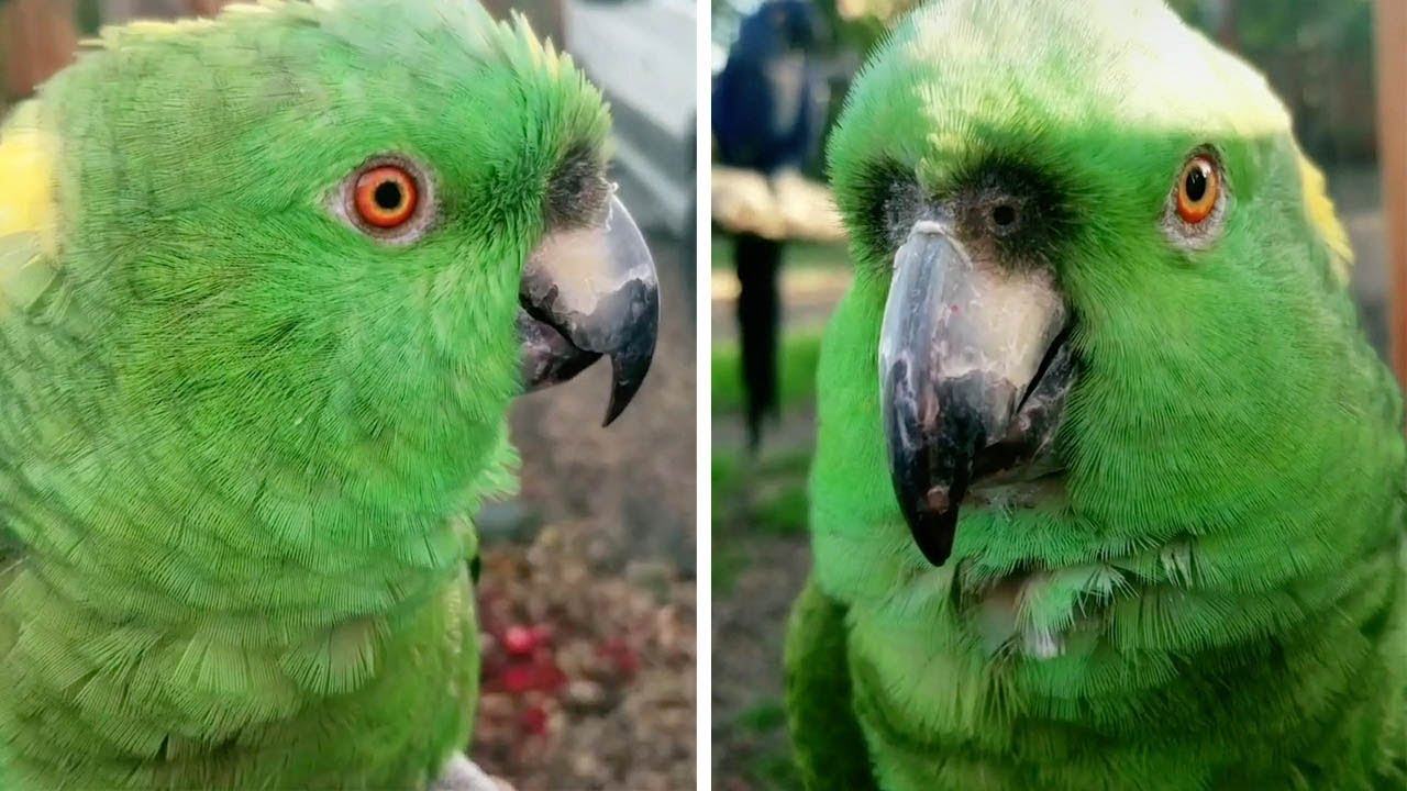 Funny videos.  Cute parrot imitates women's laughter then laughs and coughs uncontrollably