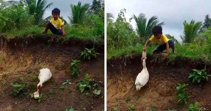 Funny videos.  Hero Duck.  Cute duckling trying to get the boy's slipper