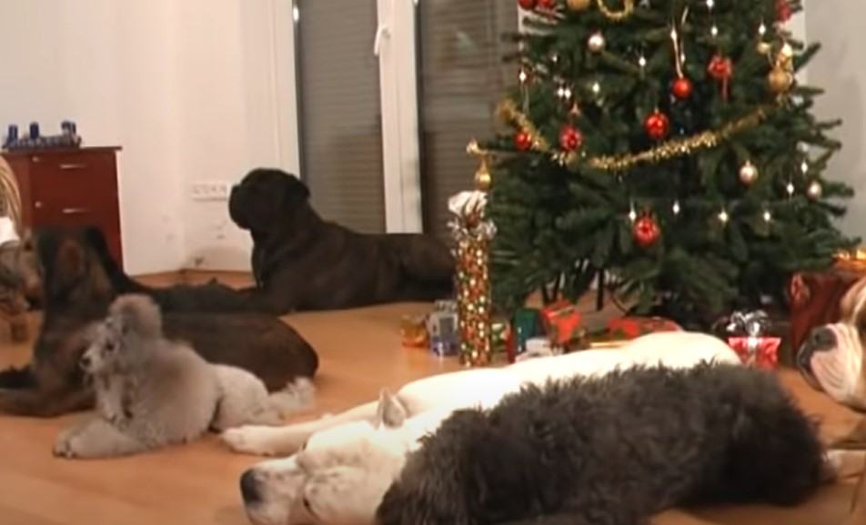 Funny videos.  How eight dogs can happily decorate the Christmas tree when they are left alone in the apartment