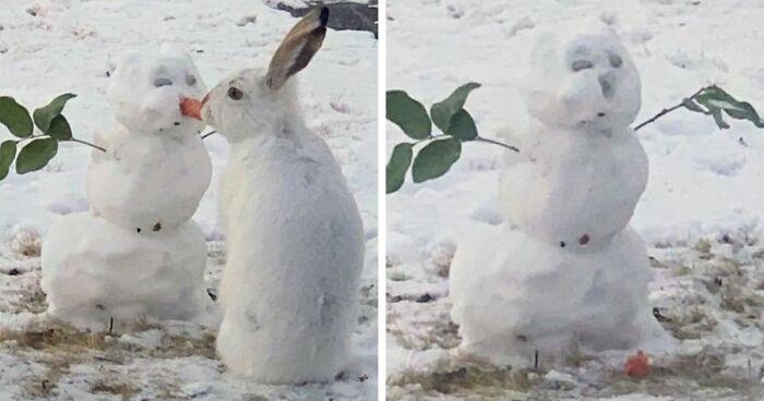 Funny videos.  The bunny devoured Snowman's carrot nose