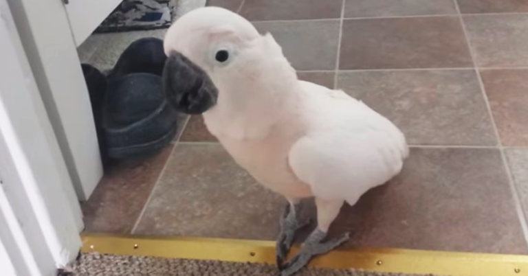 Funny videos.  The parrot can't stop complaining about the cat in the house