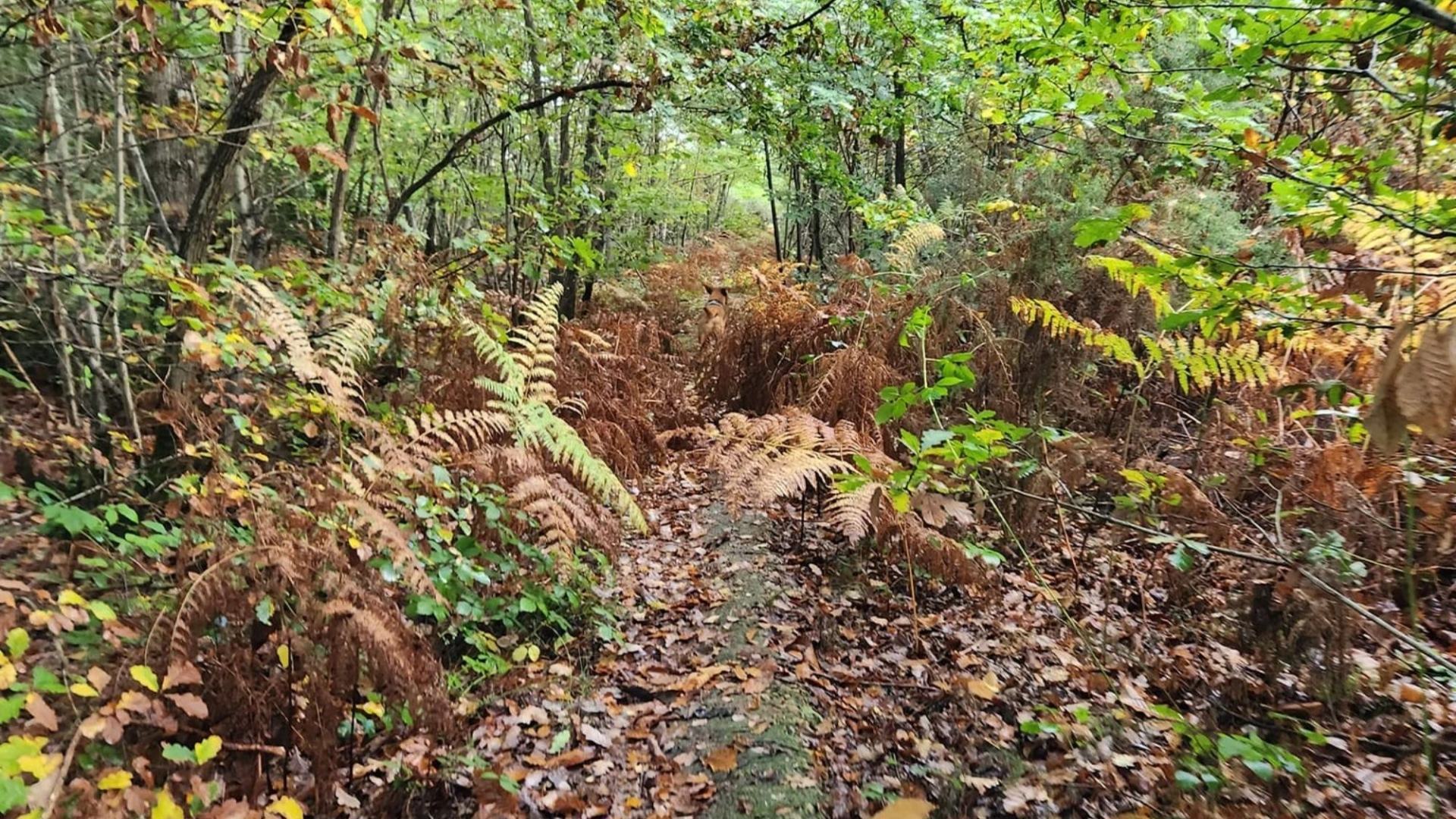 Ginger the dog camouflaged perfectly against the fall trees.  You can see it?