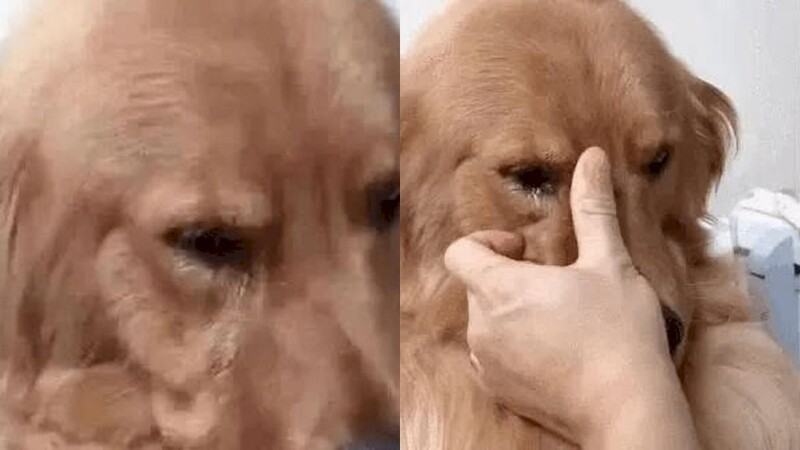 Golden Retriever dog recognizes the old owner and does not stop crying after 5 years without seeing