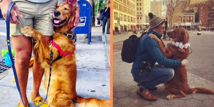 Golden Retriever stops to greet strangers by hugging and holding their hands