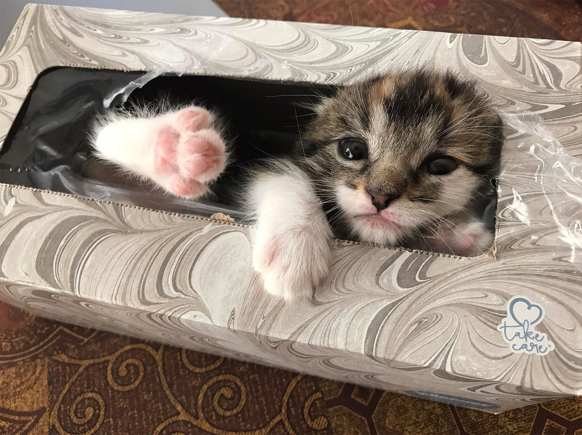 Grandpa found a lost kitten hiding in a box of tissues