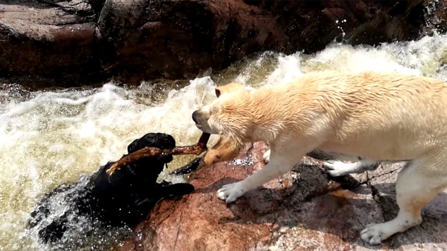 Great scene.  Brave dog saves drowning friend