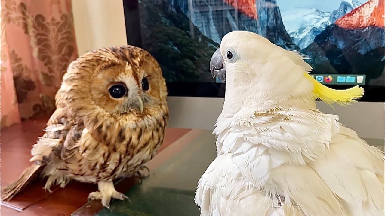 Great video.  A cute parrot meets an owl and reacts to the owl with confusion