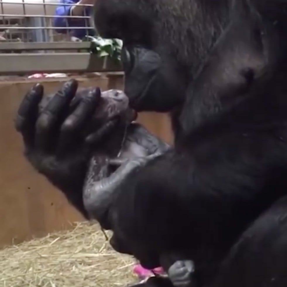 Great video.  Cute gorilla keeps hugging and kissing the newborn baby