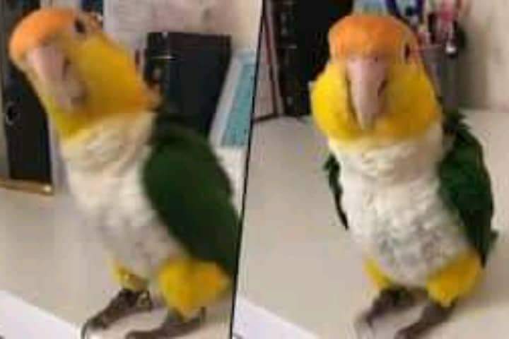 Great video.  The cute parrot learns to dance in a modern style and his video goes viral