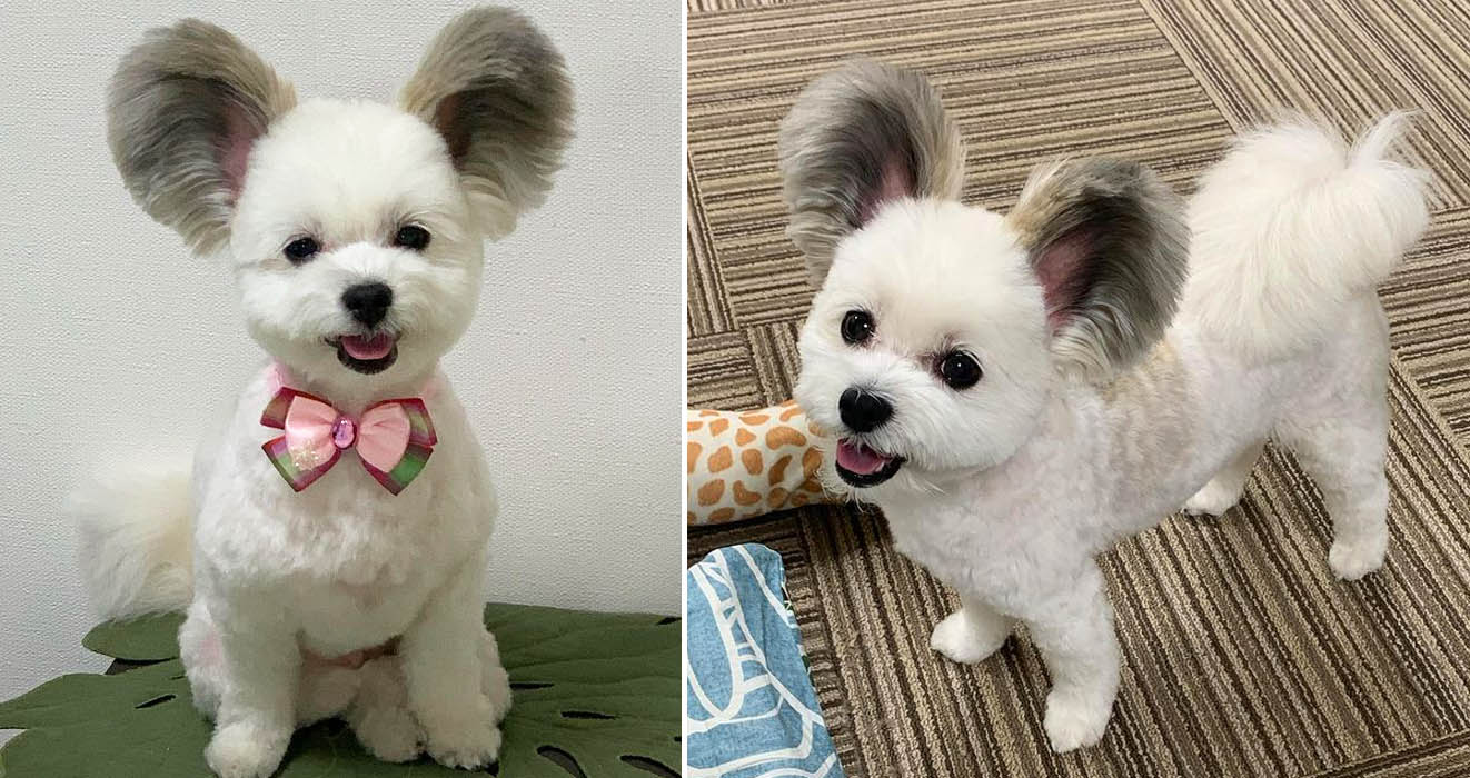 Great video.  The dog has big and fluffy ears that look like Mickey Mouse