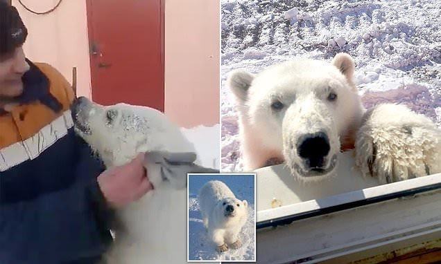 Happy polar bears hug the Arctic workers who saved their lives