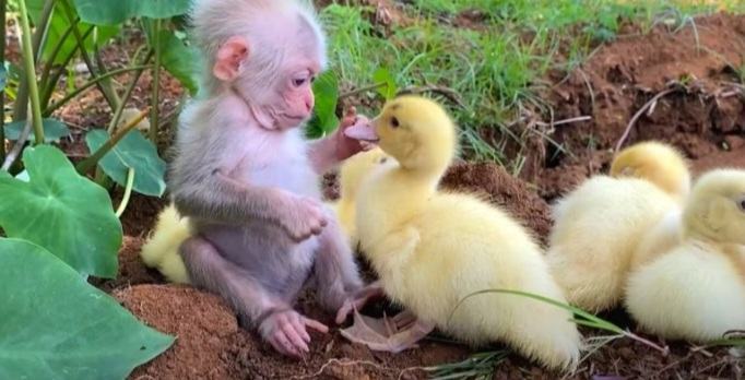 Heart-melting footage of a baby monkey taking care of five ducklings