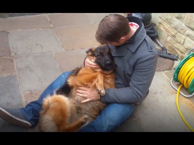 Heart touching video.  A German Shepherd is so excited that he cries from the joy of meeting his best friend