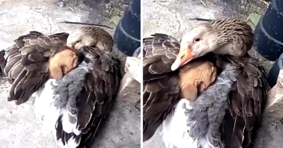 Heart touching video.  A goose warms a shivering puppy left in the cold