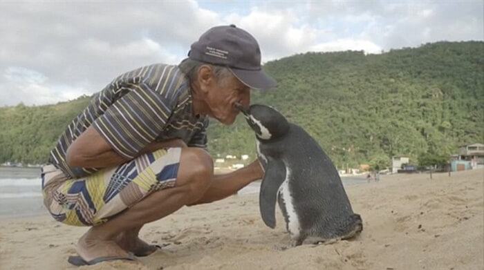 Heart touching video.  A touching story.  A devoted and kind penguin goes every year to the old man who saved his life a few years ago