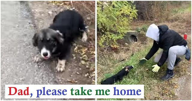 Heart touching video.  Abandoned dog with sad eyes is very happy to know that he has finally been rescued