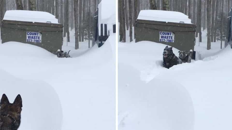 Heart touching video.  Brave and loyal dog saved his fluffy friend's life who was trapped in the snow