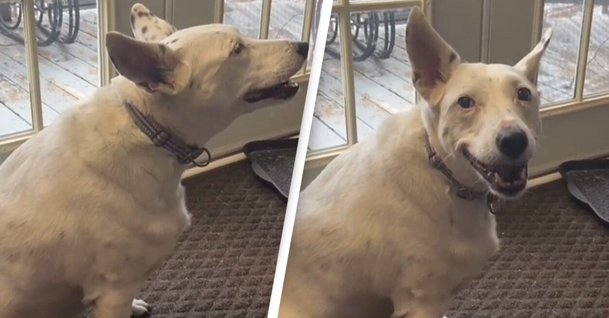 Heart touching video.  Deaf dog surprises owner with his own barking that makes owner cry