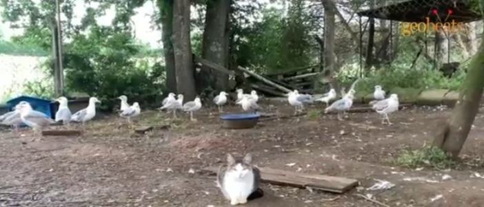 Heart touching video.  Kind man adopts nearly 50 disabled seagulls