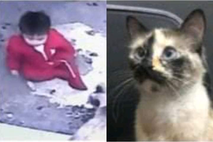 Heart touching video.  The boy who fell was saved by the kitten who watched him carefully