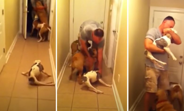 Heartwarming scene.  A polio dog greets a soldier's father after six months