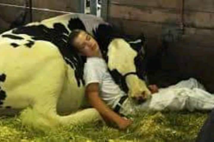 Heartwarming scene.  A tired boy and a cow taking a nap together after a kettle show are going viral