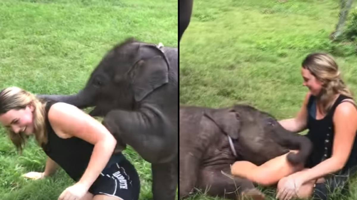 Heartwarming scene.  Baby elephant constantly cuddling, happily playing with tourists