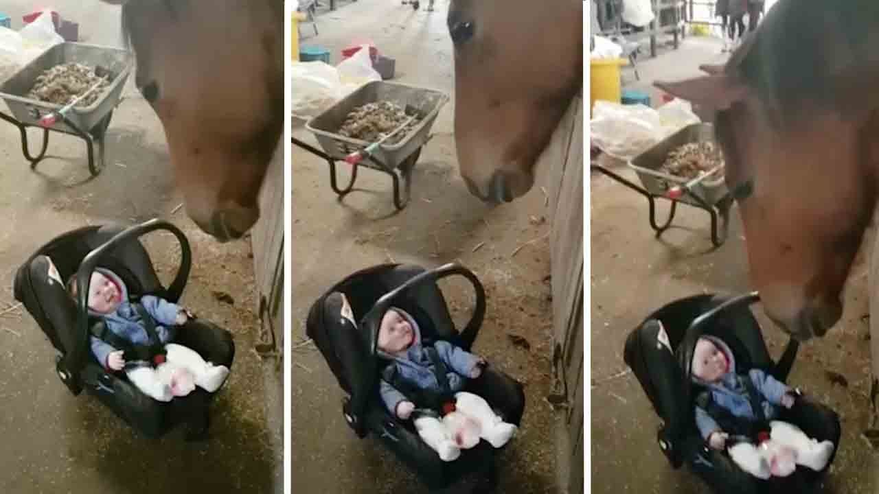 Heartwarming scene.  The pony gently rocked the car seat of a crying baby to calm her down