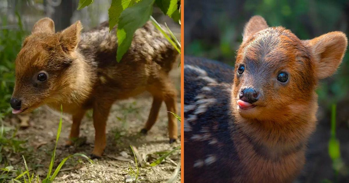 Here Pudu is the smallest and cutest deer