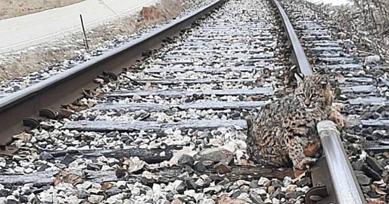 Heroic railway worker rescued and freed a scared and frozen lynx stuck on tracks in cold weather