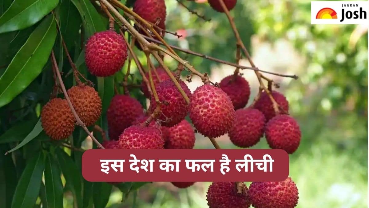 लीची