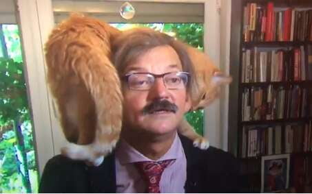 Hilarious footage of a cat interrupting its academic owner's live TV interview