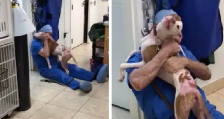 Homeless dog keeps hugging and kissing the vet who saved his life