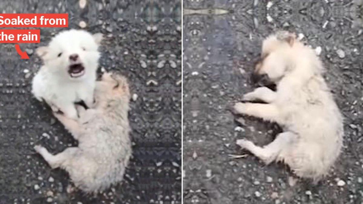 Homeless dog refuses to leave his unfortunate dog friend lying dead in the rain