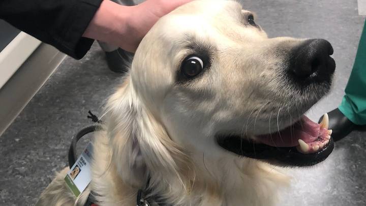 Hospital hires dogs to welcome staff and patients