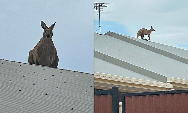 How the kangaroo appeared on the roof in Queensland remains a mystery