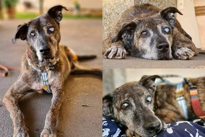 IMAGE.  A amputee and blind dog finally adopted after 10 years at the shelter